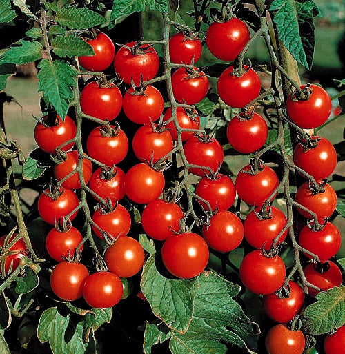 Super Sweet 100 Cherry Tomato (Japan)
