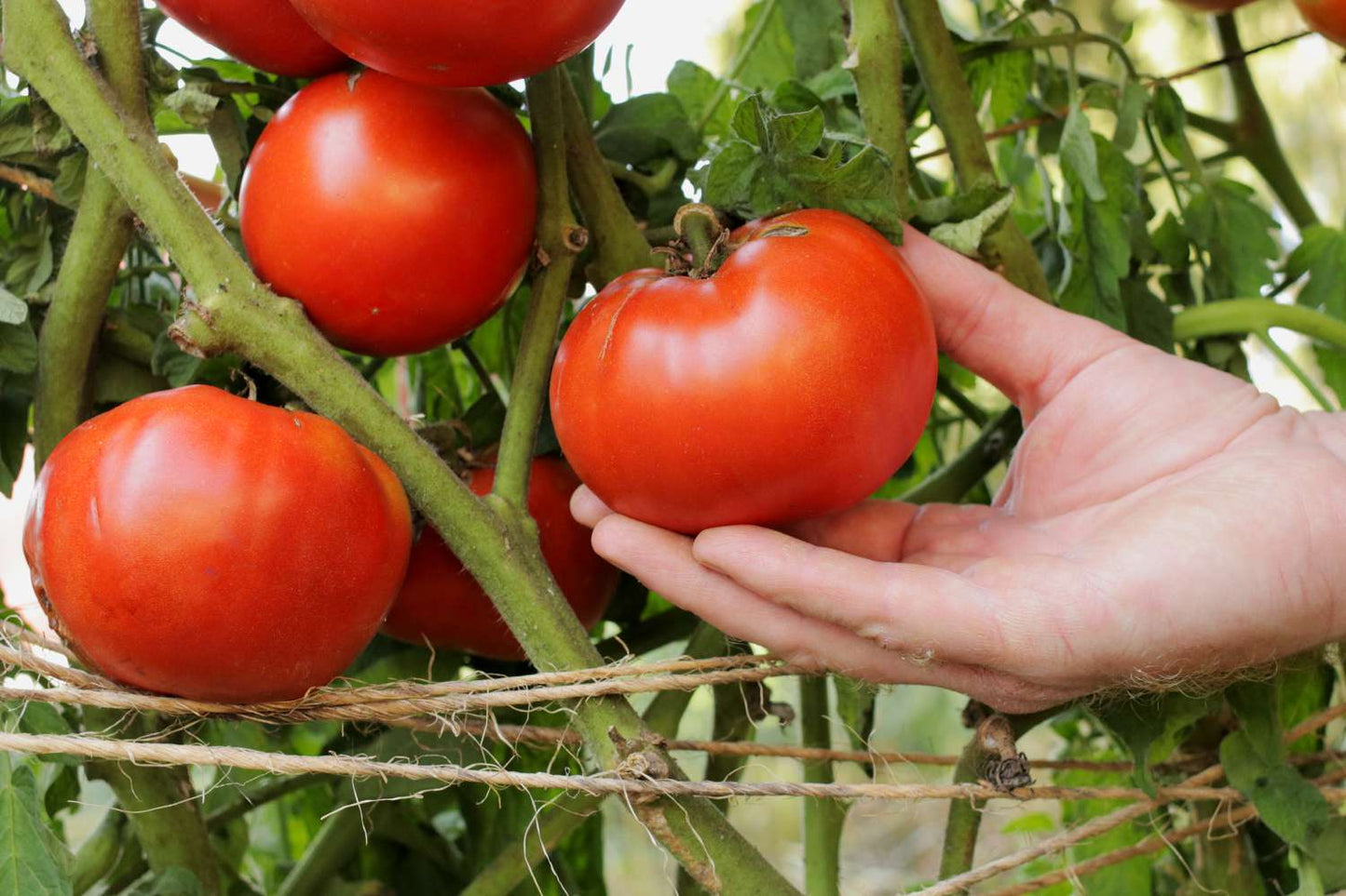 Beefsteak Tomato