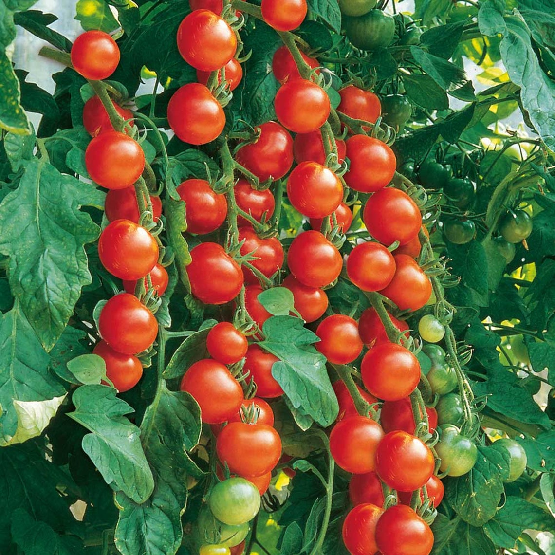 Gardener's Delight Tomato