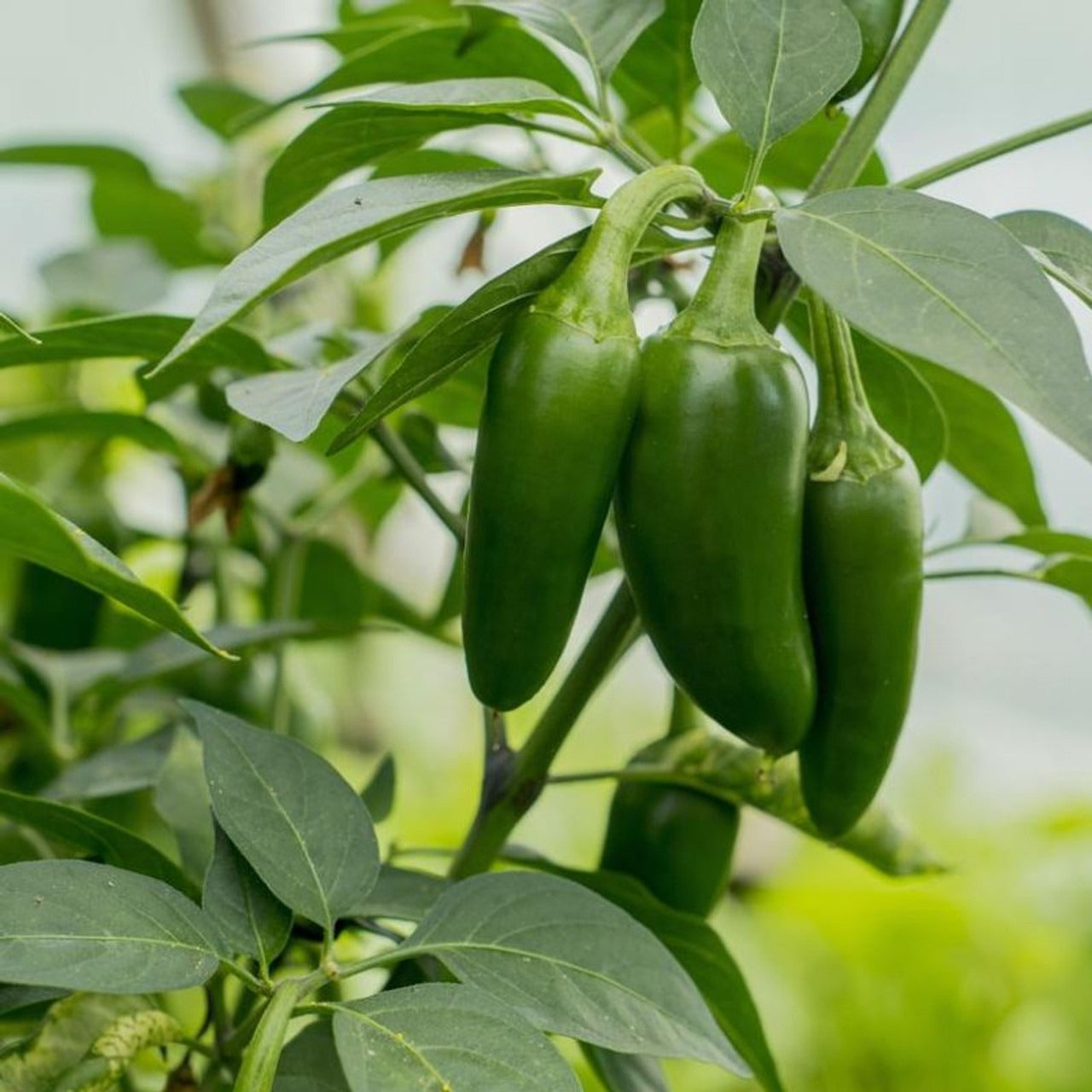 Jalepeno Peppers